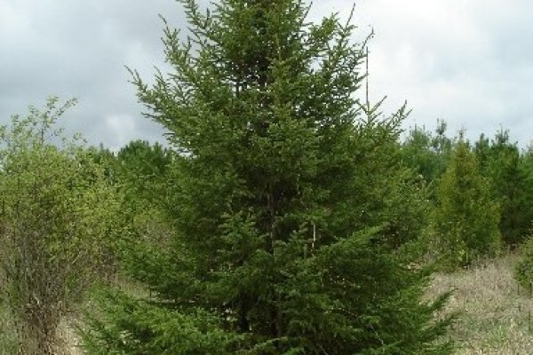 Кракен 15 ссылка